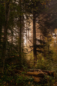 Pine trees in forest