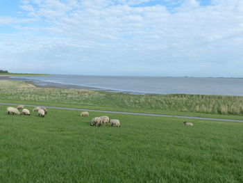 Sheep grazing in a field