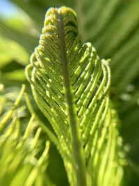 Close-up of fern leaves