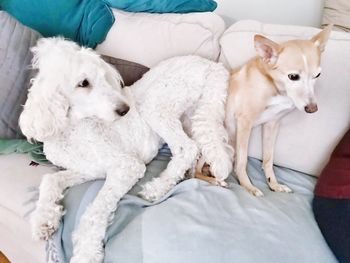 Dog lying on bed