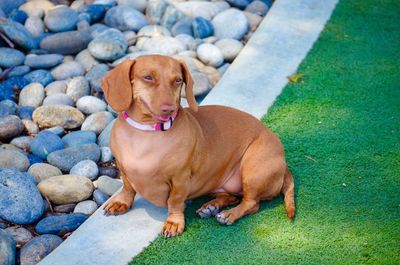 Dog looking away