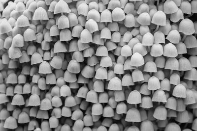 Full frame shot of beans