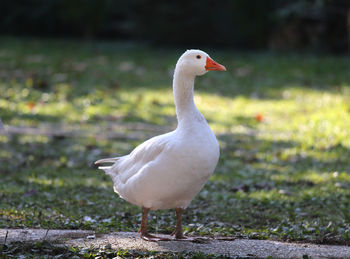 Close-up of duck on grassy field