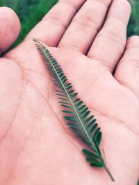 Close-up of hand holding insect