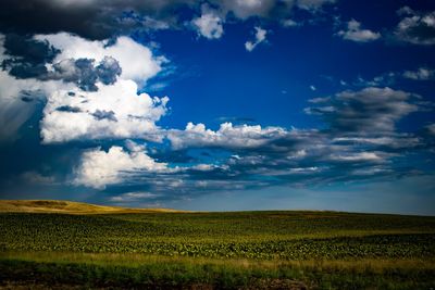 Scenic view of agricultural field against sky