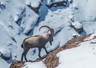View of an ibex on rock