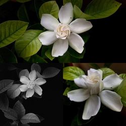 Close-up of white flowers