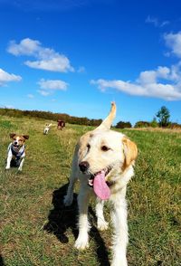 View of dog on field