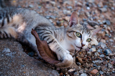 Portrait of cat lying on rock