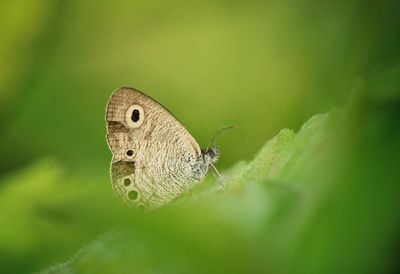 Close-up of butterfly on leaf