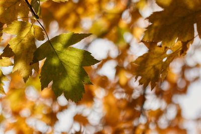 Close-up of autumnal leaves on tree