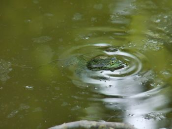 Close-up of turtle swimming in water