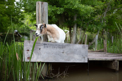 View of an animal on bench