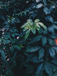 Full frame shot of leaves