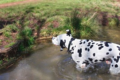 Two dogs on a shore