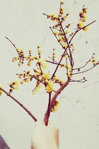 Close-up of plant on wall