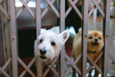 Portrait of a dog looking through metal fence