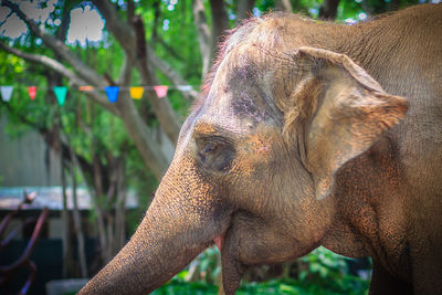 Close-up of elephant