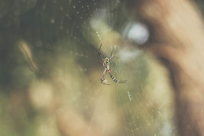 Close-up of spider on web