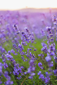 Close-up of purple flowering plants on field