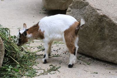 Kid goat eating plant by rocks