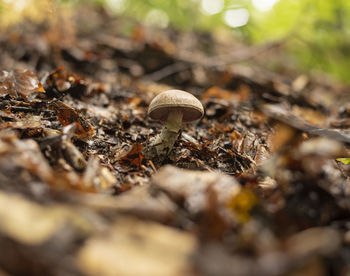 Close-up of mushroom growing on field