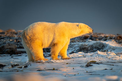 Polar bear stands at sunset on tundra