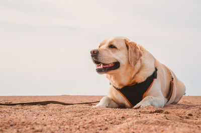 Labrador retriever in the heat lies on the sand. rest of the dog on the sea