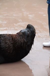 Low section of person with seal at zoo