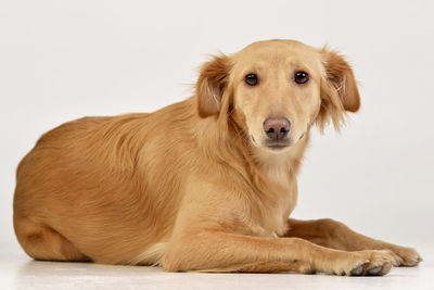 Portrait of dog against white background