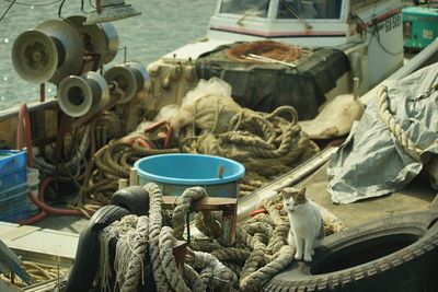 A cat exploring a fishing port of okishima island