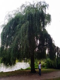 Rear view of man standing by tree against sky