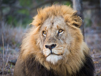 Close-up portrait of lion with large mane