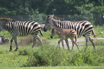 Three zebras walking in forest