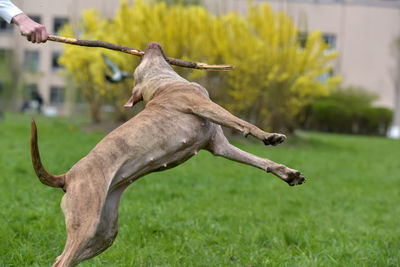 Dog on field