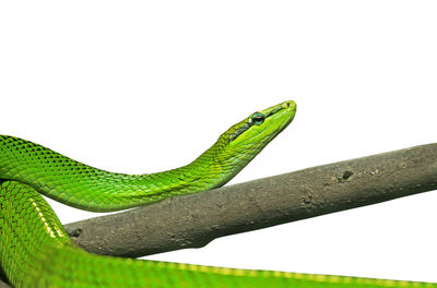 Close-up of lizard on leaf against white background