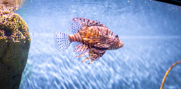 Close-up of fish swimming in sea