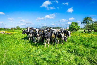 Herd of cows on grassy field against sky