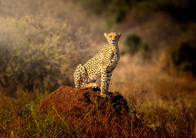 Cheetah walking on field