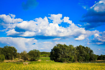 Scenic view of trees on field against sky