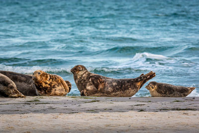 Side view of an animal on beach