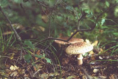 Close-up of mushroom growing on field