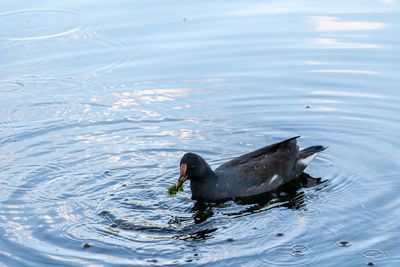 High angle view of duck swimming in lake