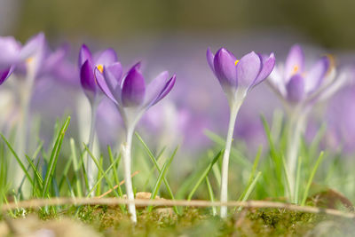 Close-up of purple crocus flowers on field