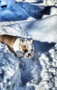 Portrait of a dog in snow