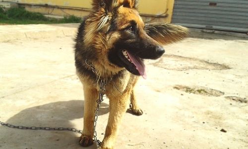 Dog standing on field