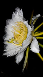 Close-up of wilted flower against black background