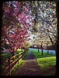 Footpath in park