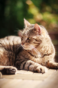 Close-up of a cat resting