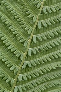 Full frame shot of green leaf